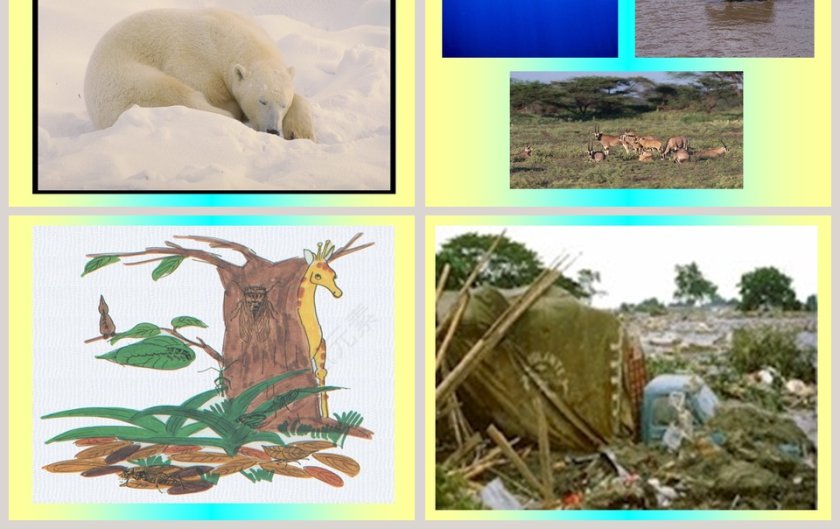 幼儿园中大班科学教育课件PPT：动物保护色第3张