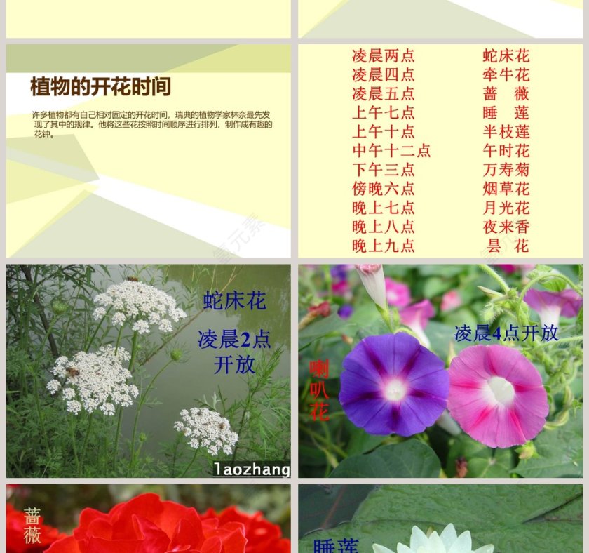一天中的动植物-鄂教版六年级科学上册课件教学ppt课件第2张
