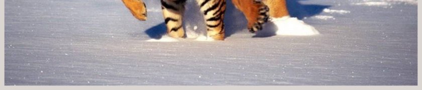 一天中的动植物-鄂教版六年级科学上册课件教学ppt课件第11张