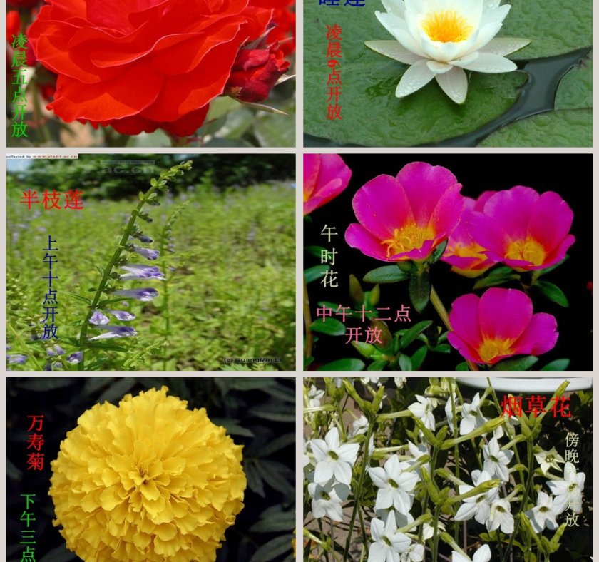 一天中的动植物-鄂教版六年级科学上册课件教学ppt课件第3张