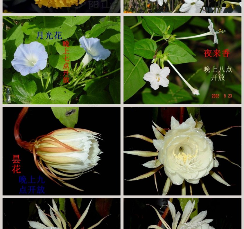 一天中的动植物-鄂教版六年级科学上册课件教学ppt课件第4张