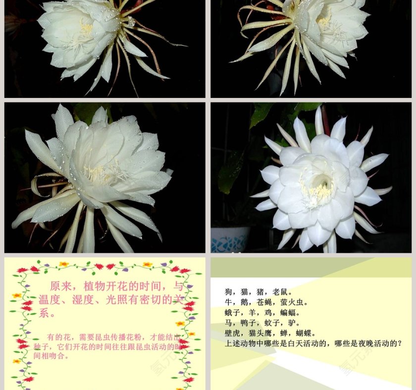 一天中的动植物-鄂教版六年级科学上册课件教学ppt课件第5张