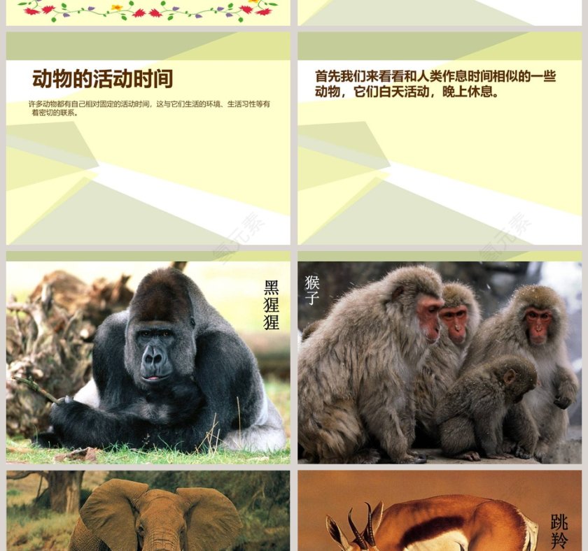 一天中的动植物-鄂教版六年级科学上册课件教学ppt课件第6张