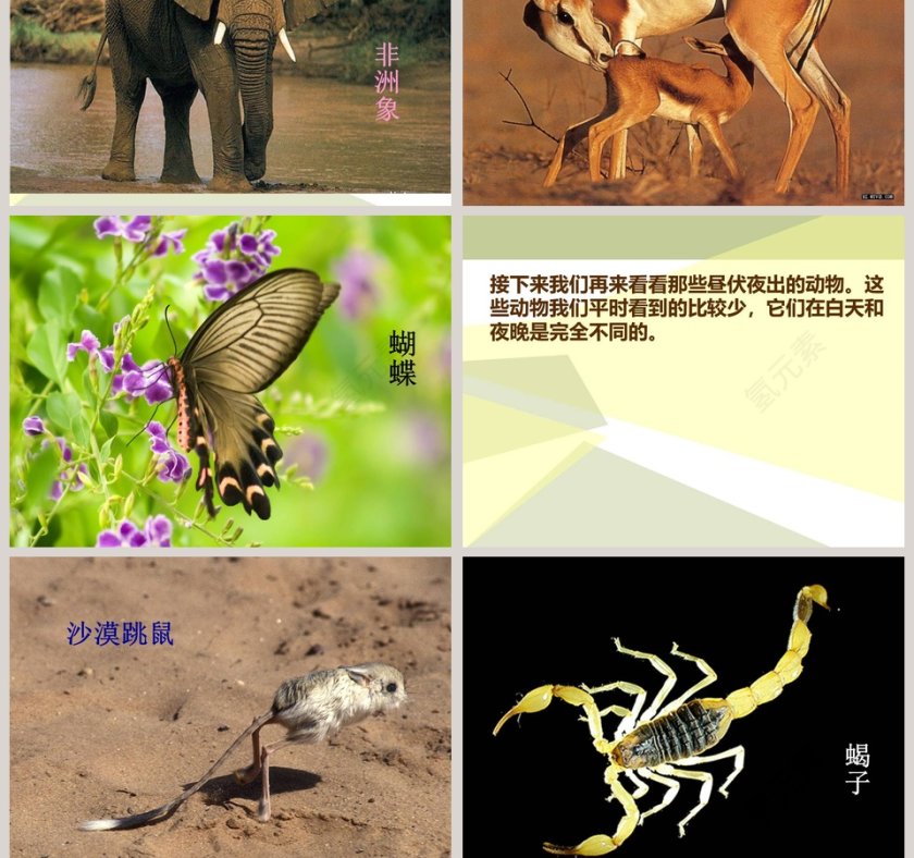 一天中的动植物-鄂教版六年级科学上册课件教学ppt课件第7张