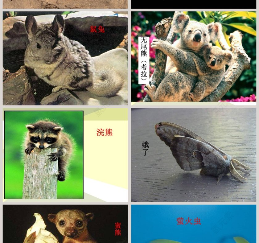 一天中的动植物-鄂教版六年级科学上册课件教学ppt课件第8张