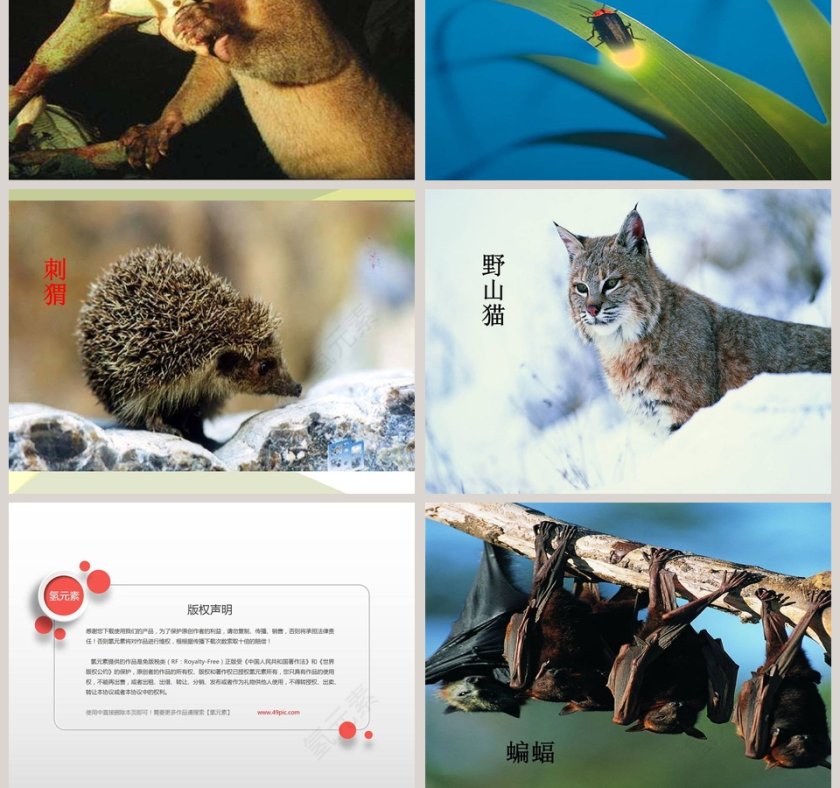 一天中的动植物-鄂教版六年级科学上册课件教学ppt课件第9张