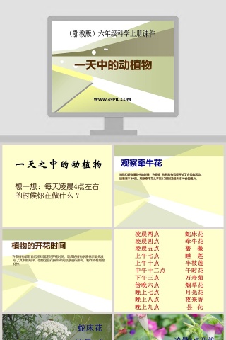 一天中的动植物-鄂教版六年级科学上册课件教学ppt课件