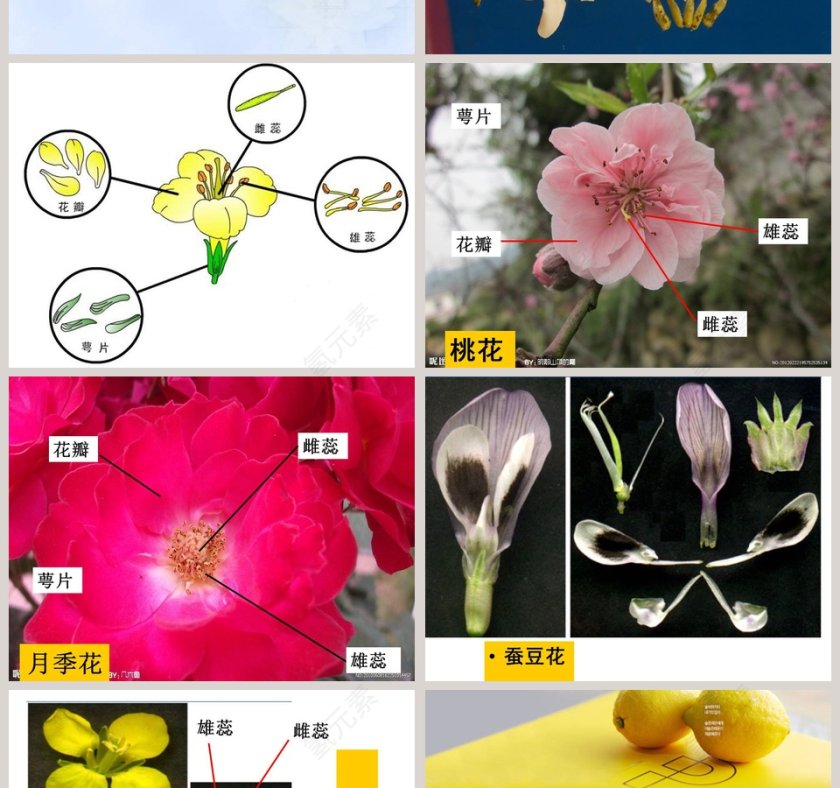 植物的花和果实教学ppt课件第2张