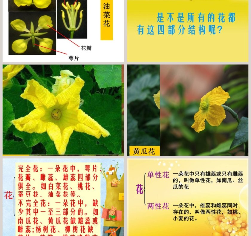 植物的花和果实教学ppt课件第3张
