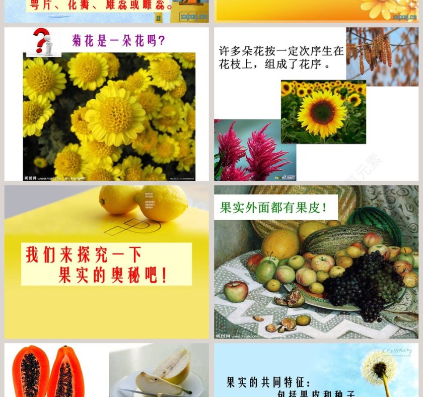 植物的花和果实教学ppt课件第4张