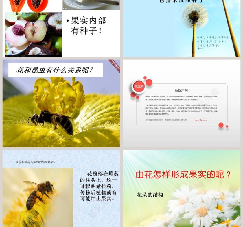 植物的花和果实教学ppt课件第5张