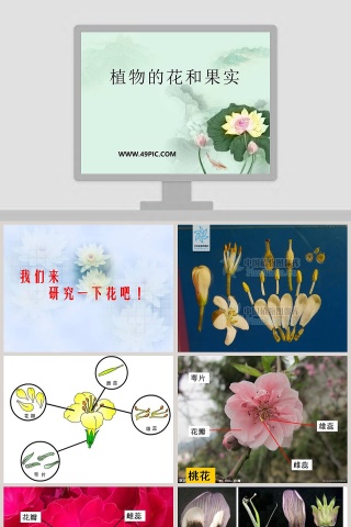 植物的花和果实教学ppt课件