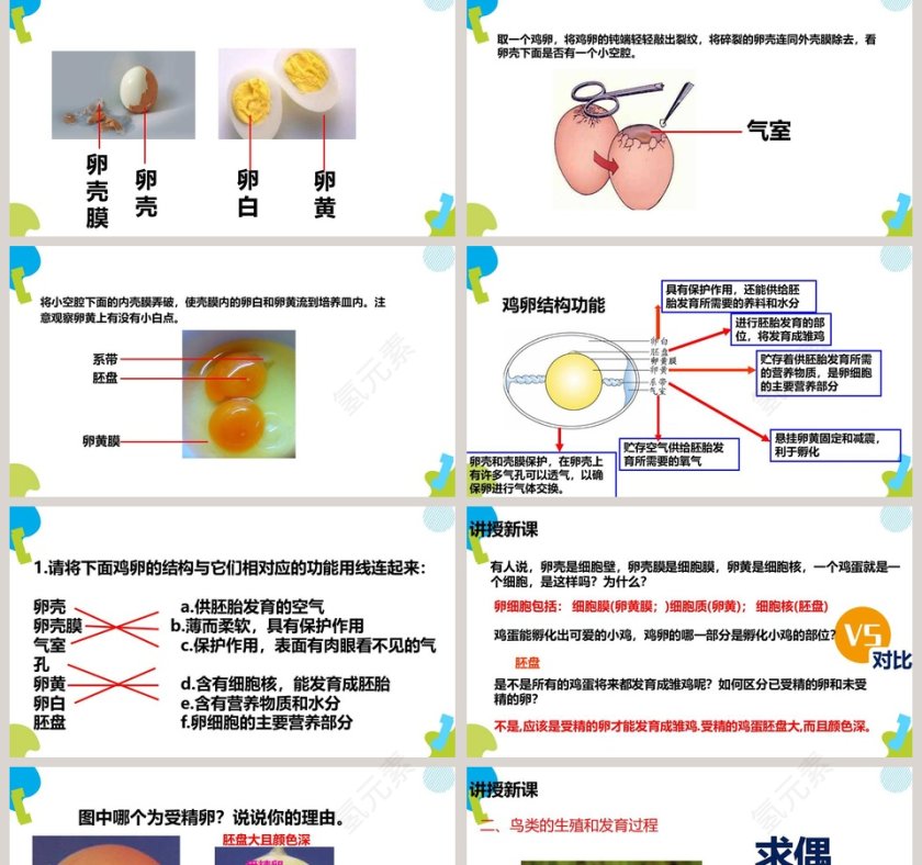 鸟的生殖和发育教学ppt课件第2张