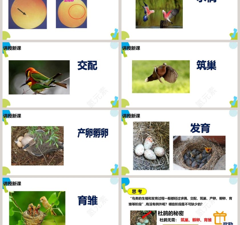 鸟的生殖和发育教学ppt课件第3张