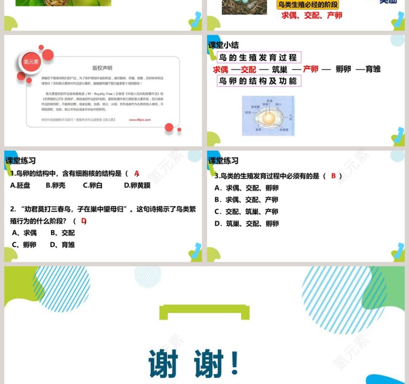 鸟的生殖和发育教学ppt课件第4张