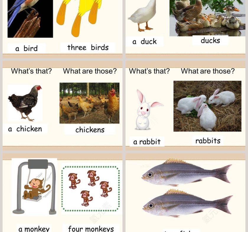 Theyre lovely教学ppt课件第5张