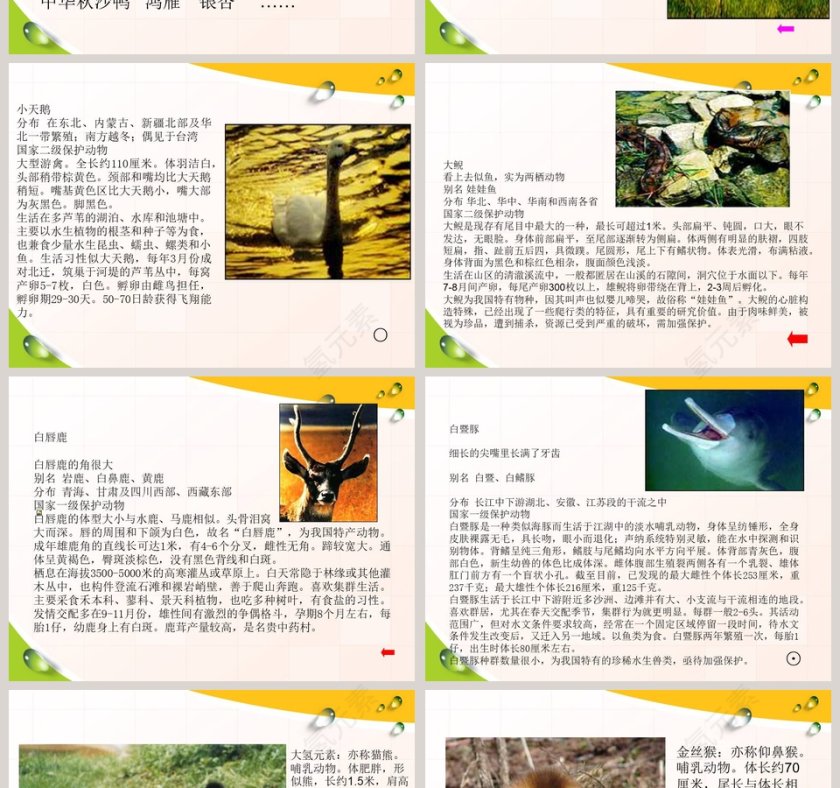 珍稀的动植物-青岛版四年级科学下册教学ppt课件第2张