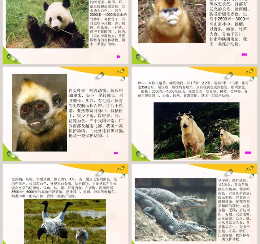 珍稀的动植物-青岛版四年级科学下册教学ppt课件第3张