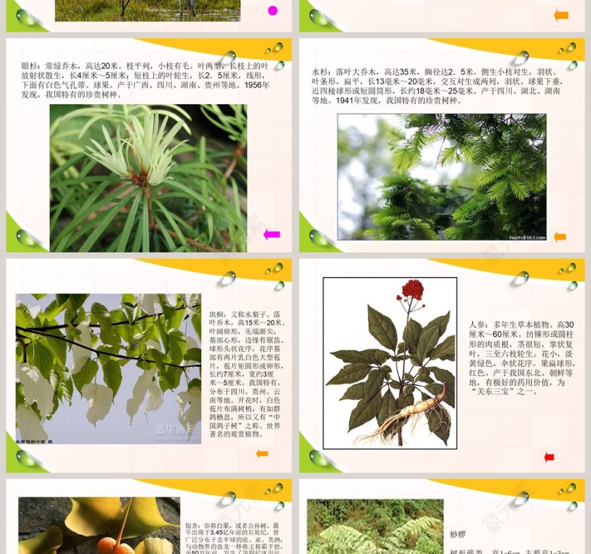 珍稀的动植物-青岛版四年级科学下册教学ppt课件第4张