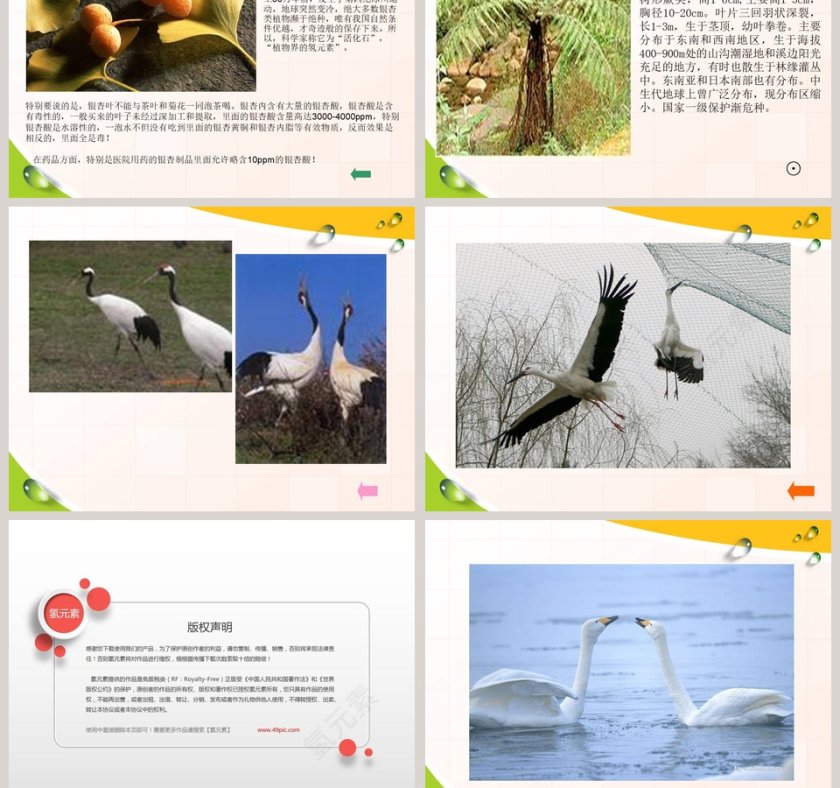 珍稀的动植物-青岛版四年级科学下册教学ppt课件第5张