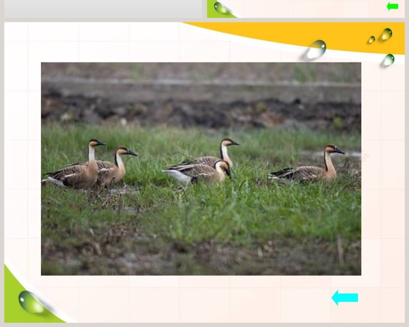 珍稀的动植物-青岛版四年级科学下册教学ppt课件第6张