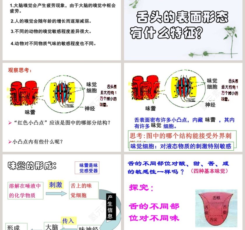 感 觉 世 界教学ppt课件第3张