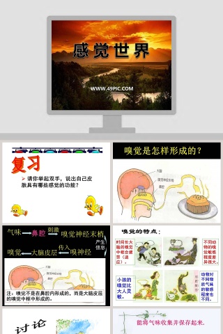 感 觉 世 界教学ppt课件
