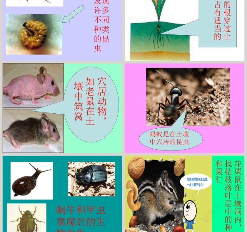 土壤里有什么-三植物生活的土地教学ppt课件第3张