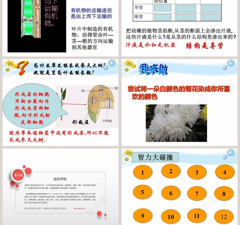 植物怎样吸收和运输水_PPT模板_医学护理行业第5张