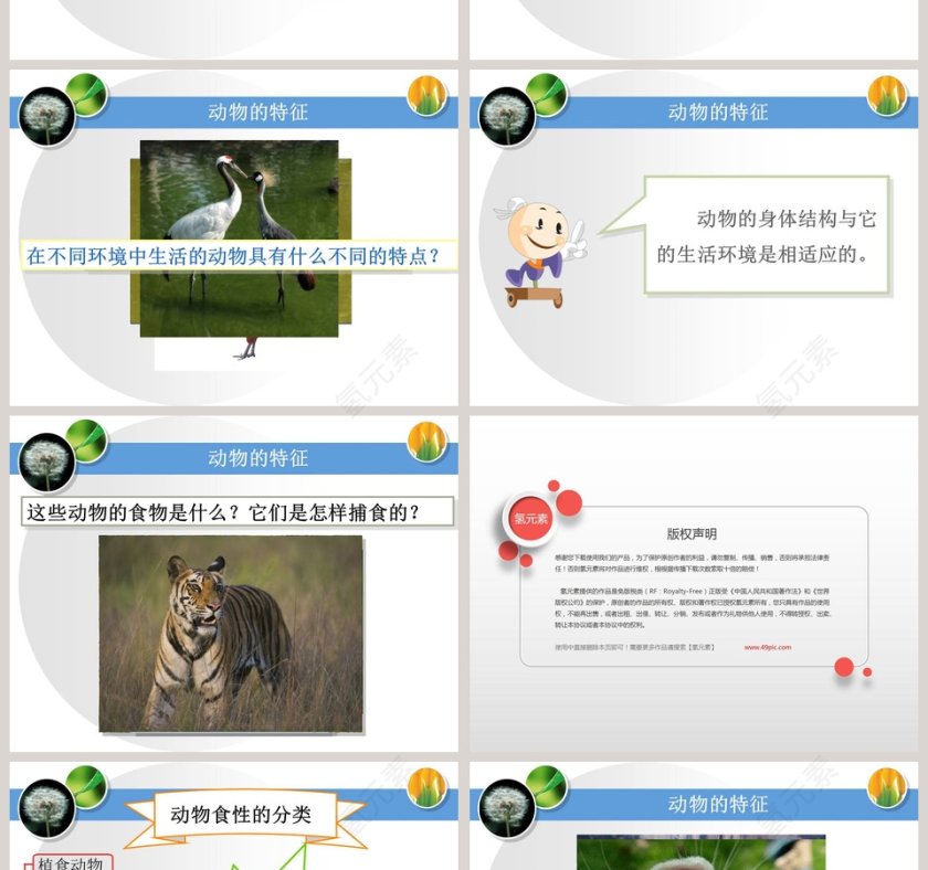 动物的特征教学ppt课件第2张