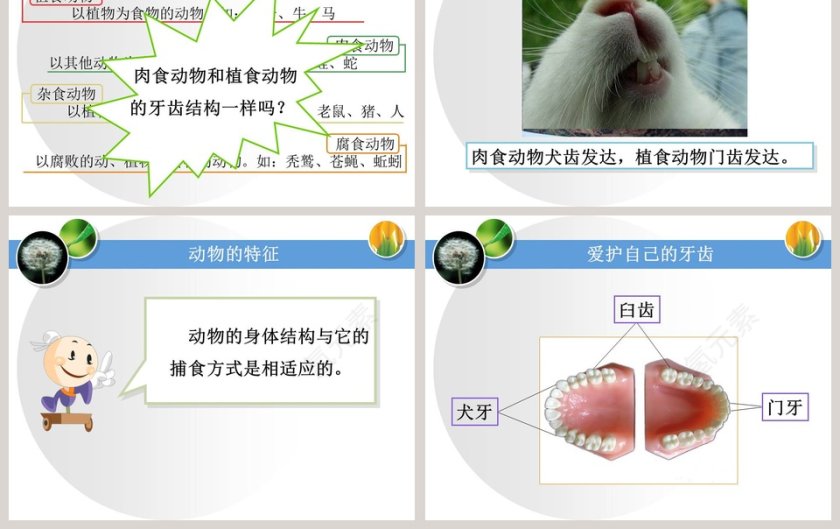 动物的特征教学ppt课件第3张