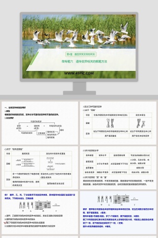 第5章基因突变及其他变异-PPT模板