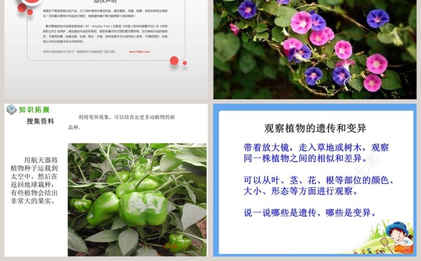 从种瓜得瓜说起教学ppt课件第5张