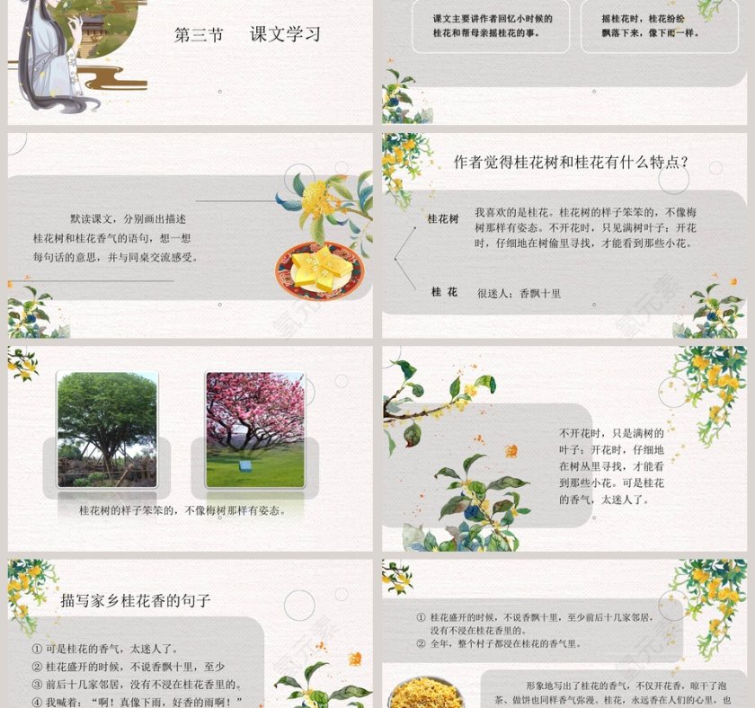 五年级语文课件PPT桂花雨第3张