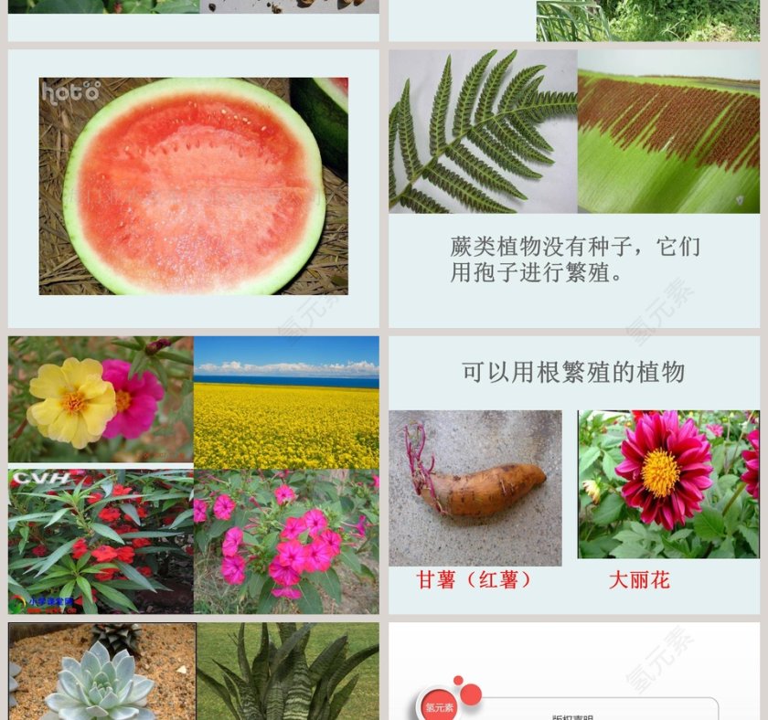 植物是怎样繁殖的-植物的生命系统教学ppt课件第4张