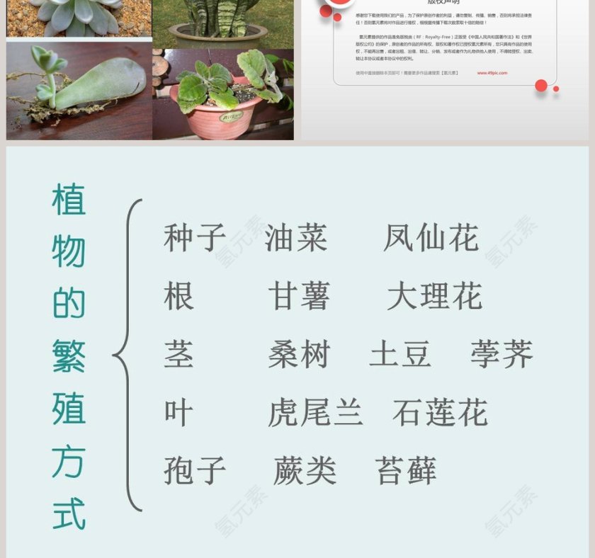 植物是怎样繁殖的-植物的生命系统教学ppt课件第5张