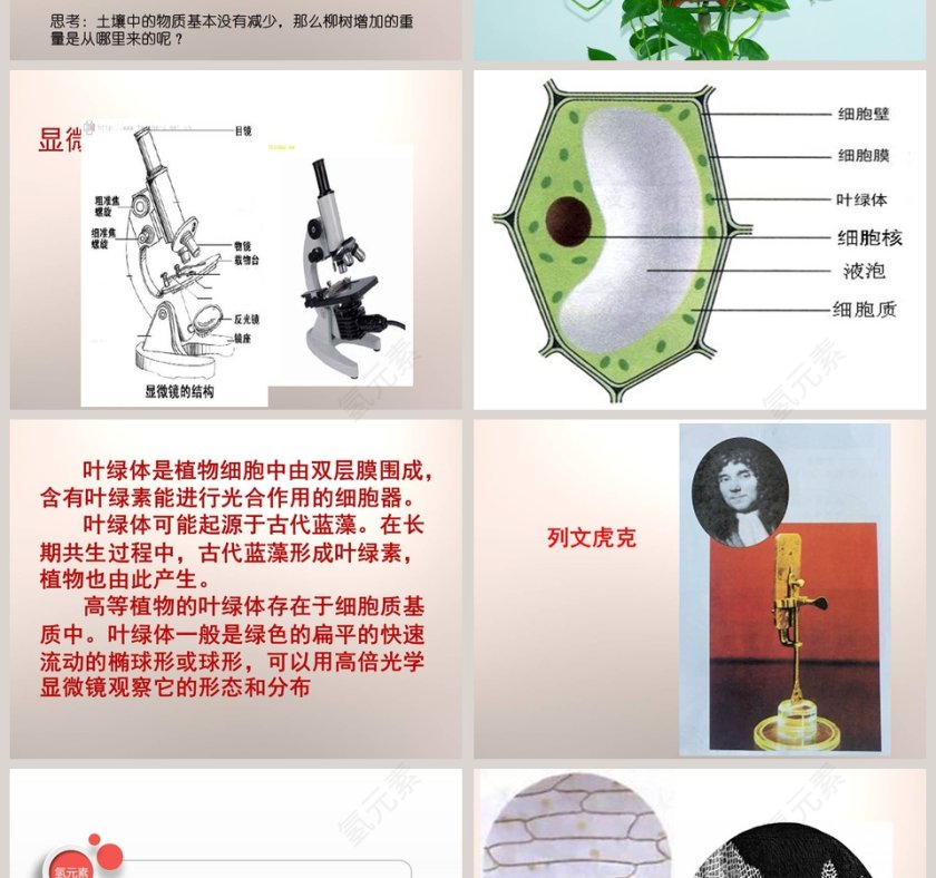 林中的树第一单元 走进树林 PPT模板及党建内容精选第2张