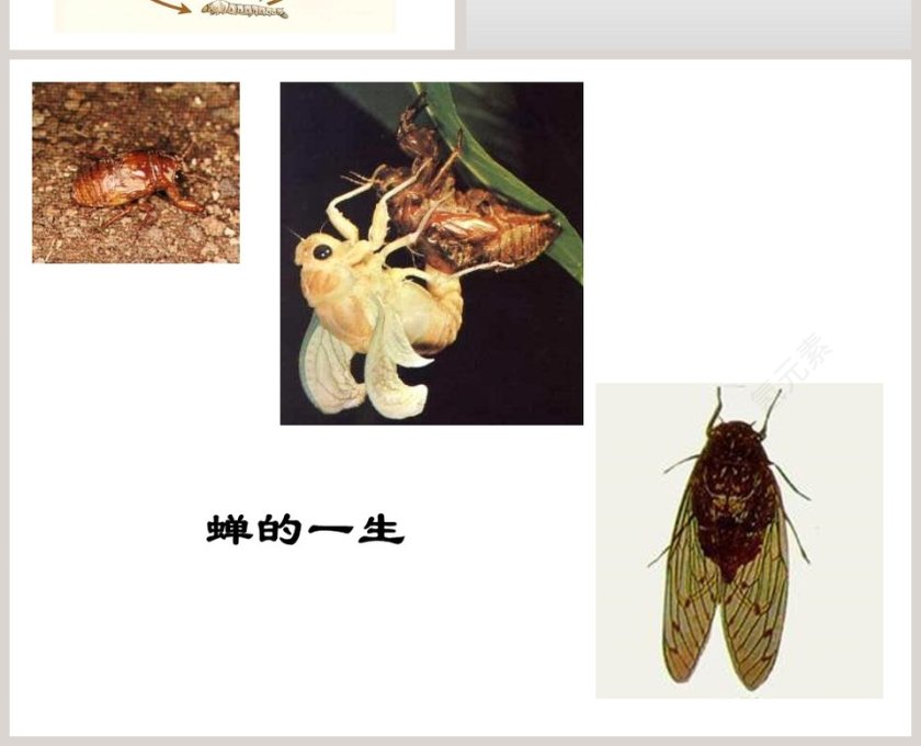 彩蝶夜蝶绘本PPT：幼儿教育故事精选绘本PPT第4张