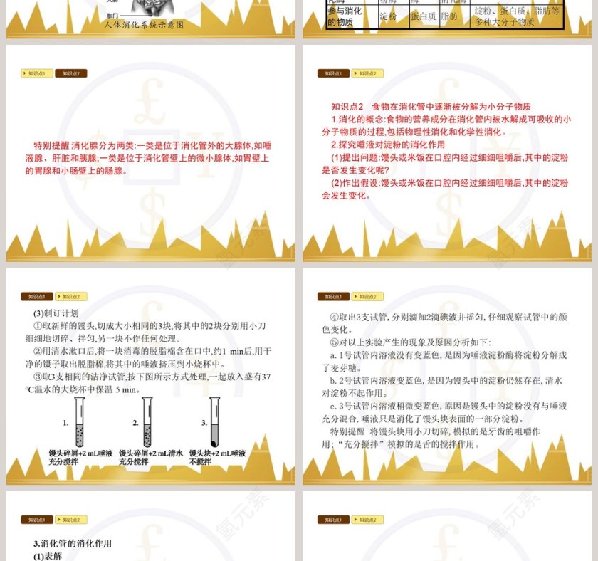 食物的消化和营养物质的吸收教学ppt课件第2张