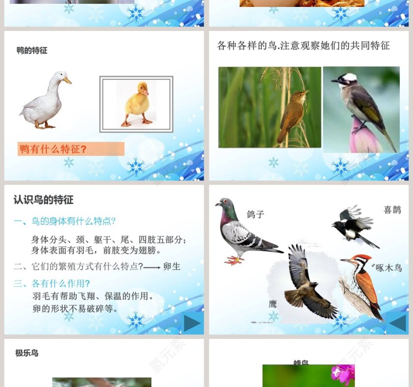 它们都是鸟-青岛版三年级科学下册课件教学ppt课件第2张