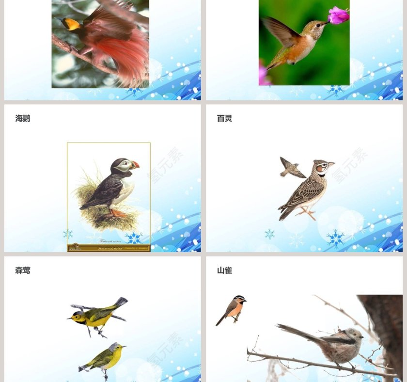 它们都是鸟-青岛版三年级科学下册课件教学ppt课件第3张