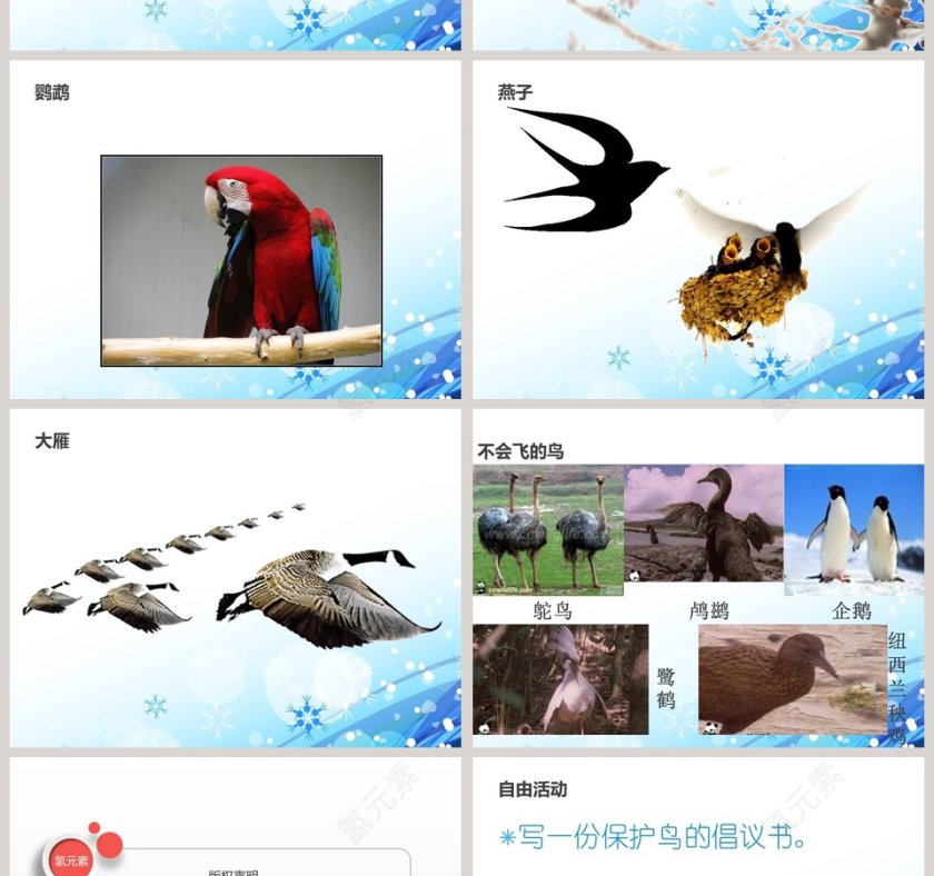 它们都是鸟-青岛版三年级科学下册课件教学ppt课件第4张