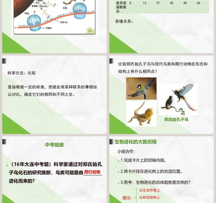 第二节-生物进化的历程教学ppt课件第3张