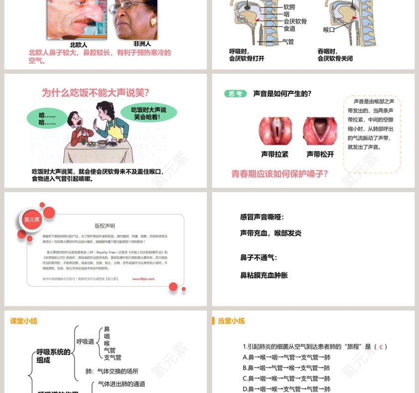 呼吸道对空气的处理教学ppt课件第3张