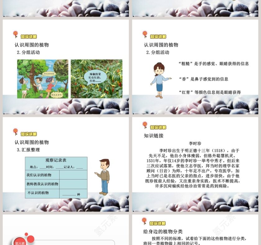 身边的植物主题教育培训PPT模板第2张
