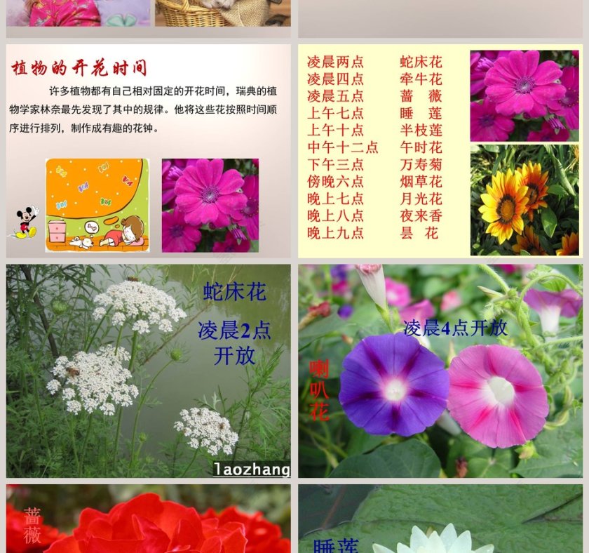 一天中的动植物与PPT模板设计第2张