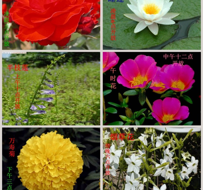 一天中的动植物与PPT模板设计第3张