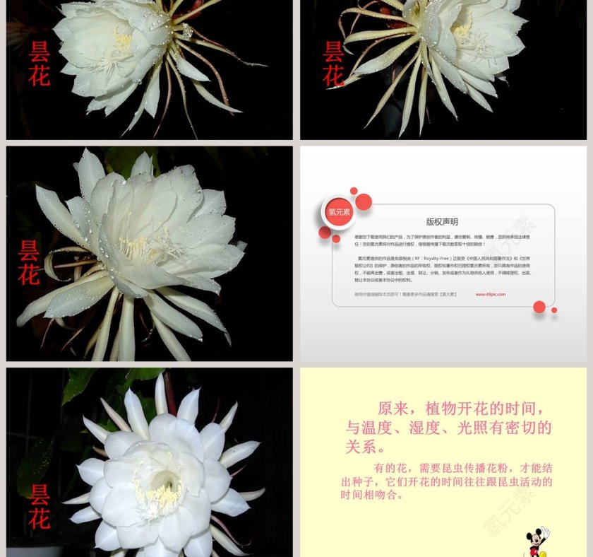 一天中的动植物与PPT模板设计第5张