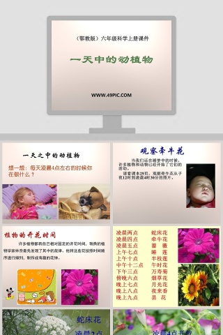一天中的动植物与PPT模板设计