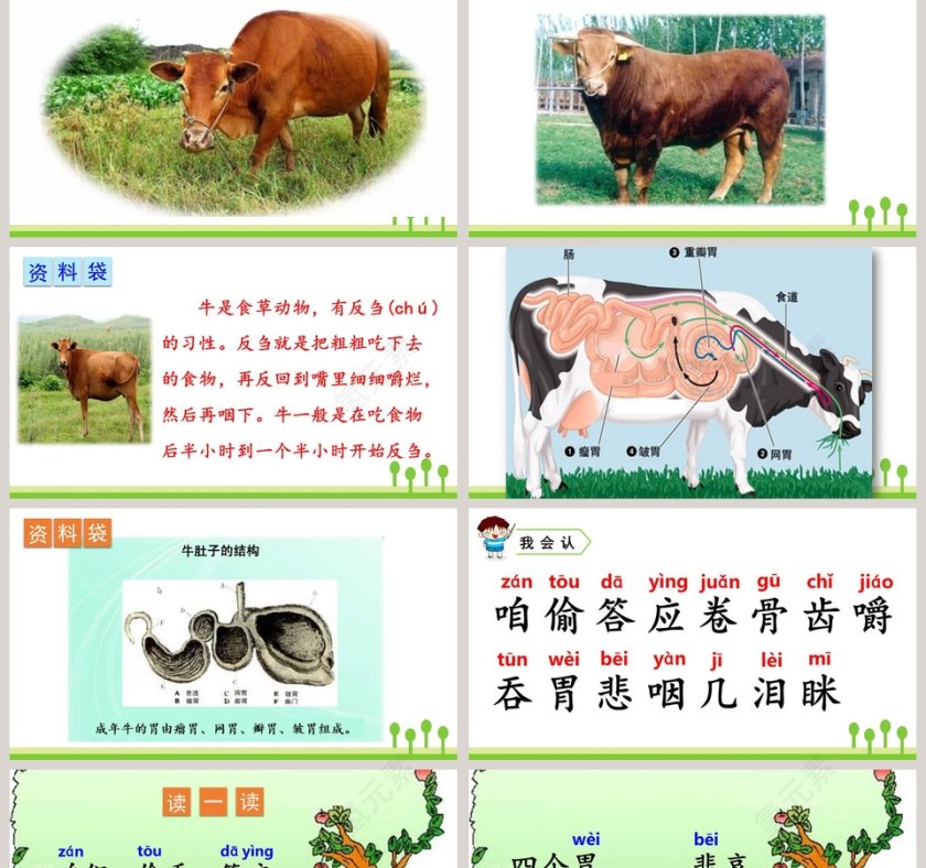 课文解析三年级语文上册在牛肚子里旅行语文课件PPT第2张